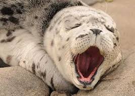 打瞌睡海獅